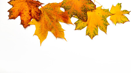 Yellow maple leaves in a line on a white background, autumn border framing for your text or design