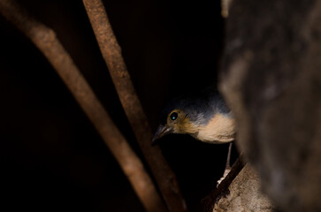 Male common chaffinch Fringilla coelebs canariensis. The Nublo Rural Park. Tejeda. Gran Canaria. Canary Islands. Spain.