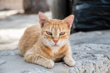 Naklejka na ściany i meble Orange tabby cat lying on street slabs closeup