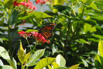 Butterfly on flower