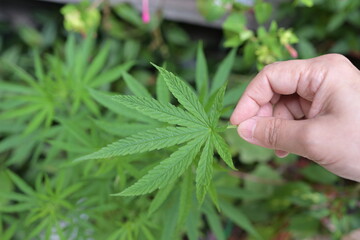 A woman's right hand holds a 7-pointed cannabis leaf (3 Cannabis sativa strains) on a blurred natural background. Cannabis is a genus of Cannabis in the family Cannabaceae. Is a ialternative medicine
