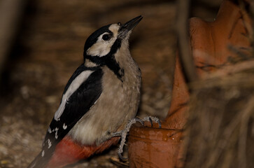 Female great spotted woodpecker Dendrocopos major thanneri drinking water from a earthenware jar. Tejeda. Gran Canaria. Canary Islands. Spain.