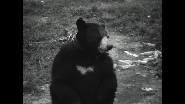Feeding a Bear 1931 - A collared and chained bear is hand fed in New Hampshire, 1931.