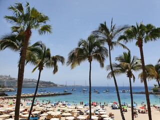 palm trees on the beach
