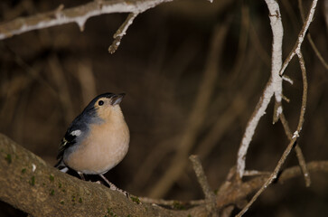 Male common chaffinch Fringilla coelebs canariensis. The Nublo Rural Park. Tejeda. Gran Canaria. Canary Islands. Spain.