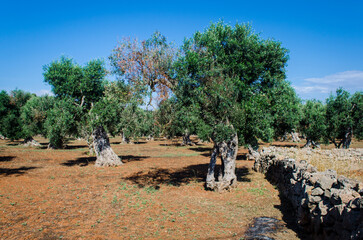 Fototapeta premium Ulivi secolari crescono in un campo dalla tipica terra rossa nella campagna del Salento, in Puglia
