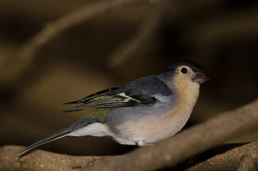 Male common chaffinch Fringilla coelebs canariensis. The Nublo Rural Park. Tejeda. Gran Canaria. Canary Islands. Spain.