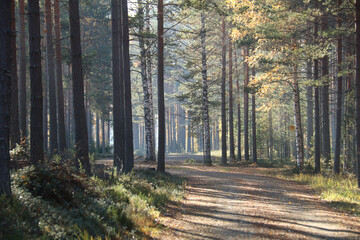 evening in the forest