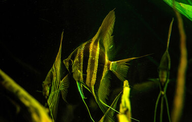 Altum angelfish aka Tiger Marble fish pterophyllum scalare aquarium fish