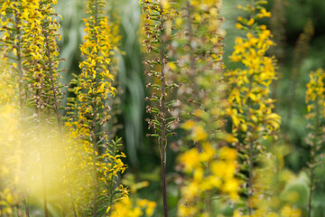 field of yellow flowers on tall spikes (partly exhausted from a hot summer without much water) - perhaps Ligularia stenocephala