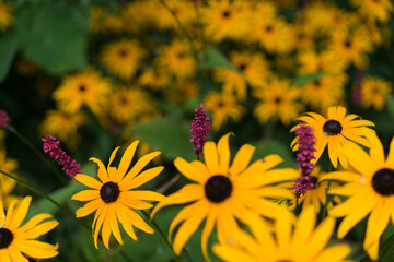 yellow flowers (rudbeckia)