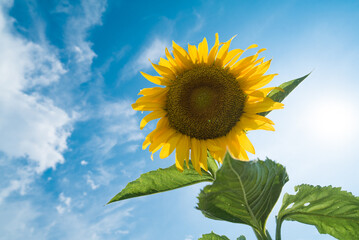 青空とひまわり