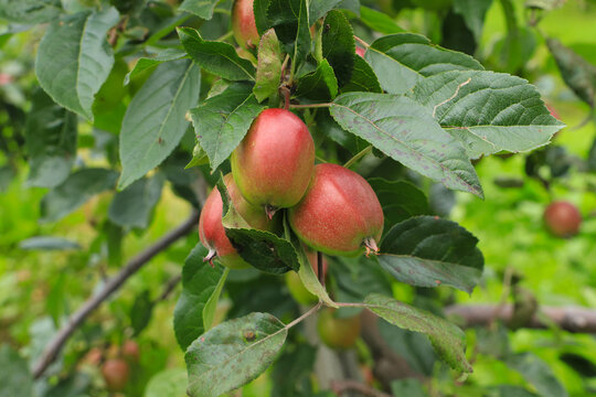 An apple plantation in Lofthus, Fylke Vestland province - Norway