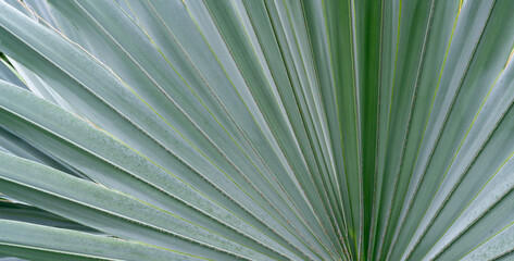 Close-up line of bismarck palm tropical tree silver grey leaves