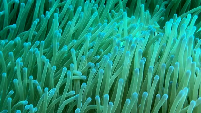 sea anemone