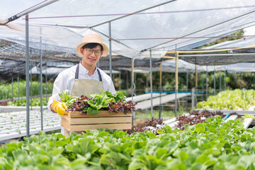 Obraz premium Hydroponic vegetable concept, Young Asian man holding basket of fresh salad in hydroponic farm