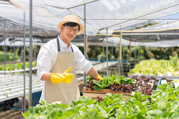 Hydroponic vegetable concept, Asian man give thumbs up sign gesture after check quality fresh salad