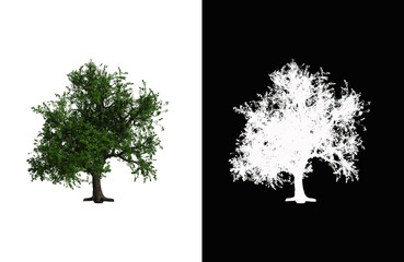 Illustration of a deciduous tree on white background with alpha mask. 3d rendering illustration.