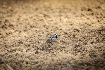 A small bird sits on freshly plowed ground in search of food.