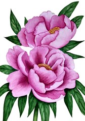 Two pink peony flowers watercolor illustration 