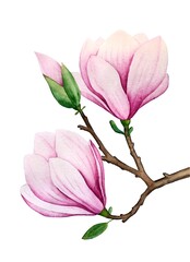 Pink magnolia flowers on a branch watercolor illustration 