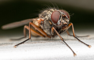 A macro photo of a House Fly sitting on a bench outside on a terrace.