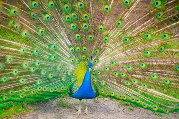 Fotobehang peacock © Maciej