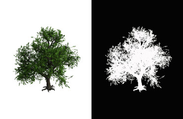 Illustration of a deciduous tree on white background with alpha mask. 3d rendering illustration.