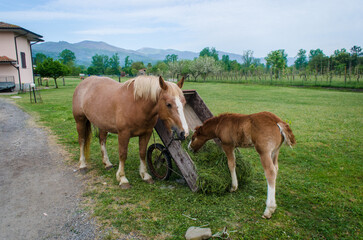 Una cavalla e il suo puledro mangiano del fieno da un piccolo carro di legno nella campagna toscana