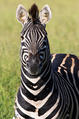 Fototapeta premium Front facing Burchell's Zebra stallion, Equus quagga