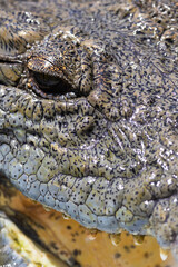 Fototapeta premium Close-up of a Nile Crocodile's eye, Crocodylus niloticus