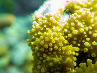 Bright inhabitants of the underwater world of the Red Sea, Hurghada, Egypt