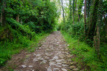Un tratto della Via del Volto Santo, cammino che parte da Pontremoli e arriva a Lucca, nel bosco con la pavimentazione medievale 
