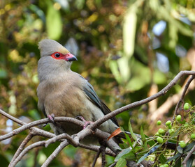 A red-faced mousebird isolated in a tree in the wild in South Africa