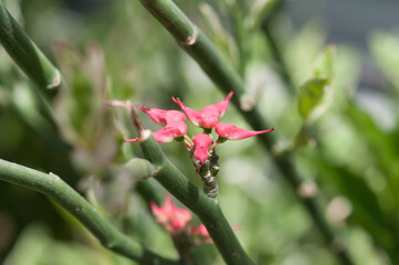 exotic plant in bloom at the conservatory