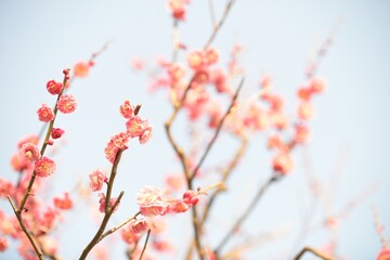Plum blossoms blooming on a spring day