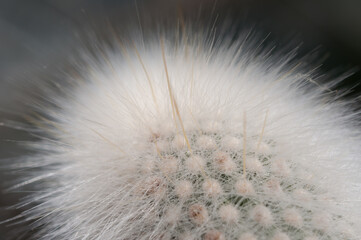 furry cactus with spikes