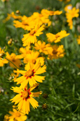 yellow flowers background