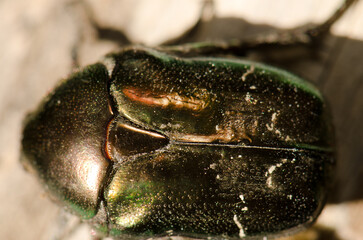 Dorsal view of a copper chafer Protaetia cuprea showing the pronotum, scutellum and elytra. Gran Canaria. Canary Islands. Spain.