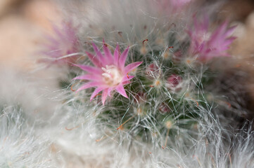 cactus flower in bloom