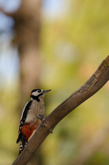 Male great spotted woodpecker Dendrocopos major thanneri. The Nublo Rural Park. Tejeda. Gran Canaria. Canary Islands. Spain.