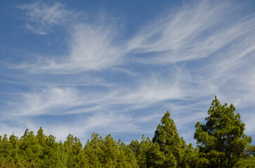 Forest of Canary Island pine Pinus canariensis and cloudscape. The Nublo Rural Park. Tejeda. Gran Canaria. Canary Islands. Spain.