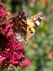 Closeup profile painted lady butterfly (Cynthia cardui ou Vanessa cardui) feeding on red valerian flower (Centranthus ruber)