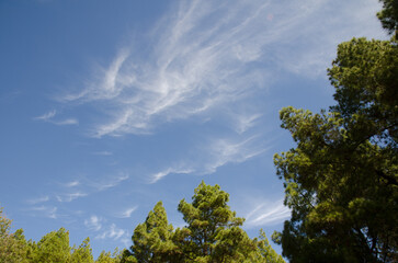 Obraz premium Forest of Canary Island pine Pinus canariensis and cloudscape. The Nublo Rural Park. Tejeda. Gran Canaria. Canary Islands. Spain.