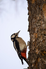 Female great spotted woodpecker Dendrocopos major thanneri. The Nublo Rural Park. Tejeda. Gran Canaria. Canary Islands. Spain.