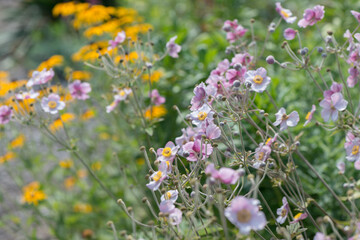 field of flowers