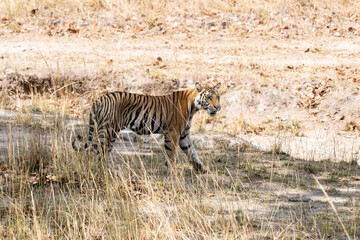 A sub-adult tiger cub walking on a forest track on a peak summer day inside Bandhavgarh National Park during a wildlife safari