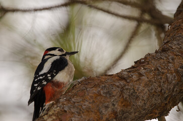 Male great spotted woodpecker Dendrocopos major thanneri. The Nublo Rural Park. Tejeda. Gran Canaria. Canary Islands. Spain.