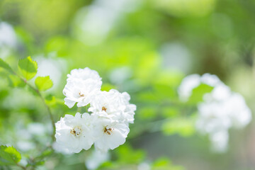 白い花