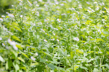 Obraz premium ヒメジョオン